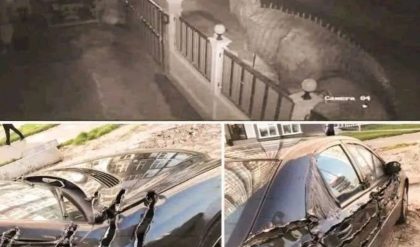 Viral Video Shows Extinct Dinosaur Shredding a Car with Its Claws