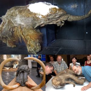 HOT NEWS: Ancient Creature Rediscovered: 24,000-Year-Old Animal Found Alive in Siberian Permafrost.